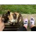 Chaussettes Basses Chatons Adorables Wantee Chaussettes Basses Chatons Adorables Wantee