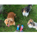 Chaussettes Chiens Joyeux Wantee Chaussettes Chiens Joyeux Wantee