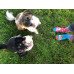 Chaussettes Chiens Joyeux Wantee Chaussettes Chiens Joyeux Wantee