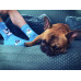 Chaussettes Chiens Espiègles Wantee Chaussettes Chiens Espiègles Wantee